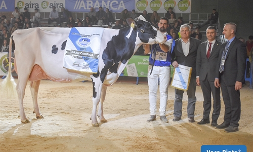 Rey 814 Beemer Yuri, elegida Vaca Gran Campeona de Galicia FEFRIGA 2023