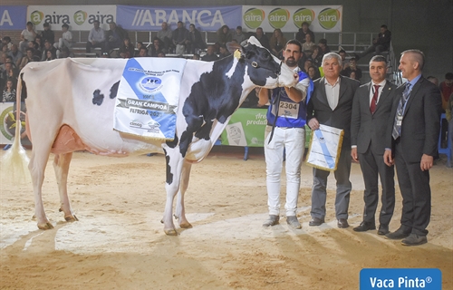 Rey 814 Beemer Yuri, elegida Vaca Gran Campeona de Galicia FEFRIGA 2023