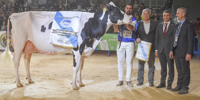 Rey 814 Beemer Yuri, elegida Vaca Gran Campeona de Galicia FEFRIGA 2023