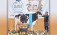 Vistahermosa Awesome BYMY 0538, Vaca Gran Campeona del Usas Holstein 2023