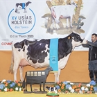 Vistahermosa Awesome BYMY 0538, Vaca Gran Campeona del Usas Holstein 2023