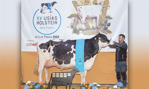 Vistahermosa Awesome BYMY 0538, Vaca Gran Campeona del Usas Holstein 2023