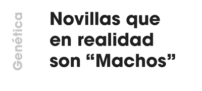 Gentica: Novillas que en realidad son "Machos"