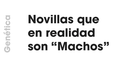 Gentica: Novillas que en realidad son "Machos"