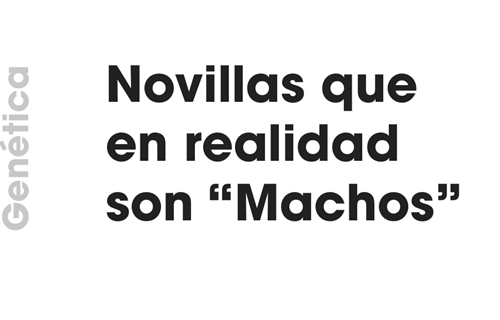 Gentica: Novillas que en realidad son "Machos"