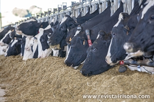 Los ganaderos alertan de las "graves" consecuencias de bajar precio de la leche