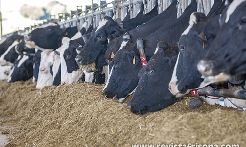 Los ganaderos alertan de las "graves" consecuencias de bajar precio de...