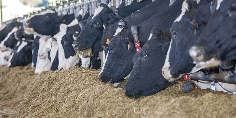 Los ganaderos alertan de las "graves" consecuencias de bajar precio de la leche