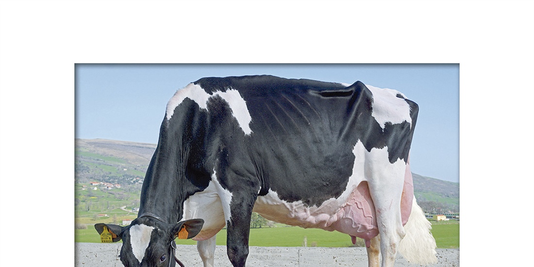 Morfologa y produccin: Son ms eficientes las vacas Excelentes?
