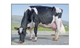 Morfologa y produccin: Son ms eficientes las vacas Excelentes?