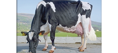 Morfologa y produccin: Son ms eficientes las vacas Excelentes?