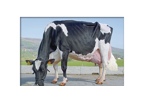 Morfología y producción: ¿Son más eficientes las vacas Excelentes?