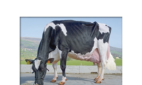 Morfologa y produccin: Son ms eficientes las vacas Excelentes?
