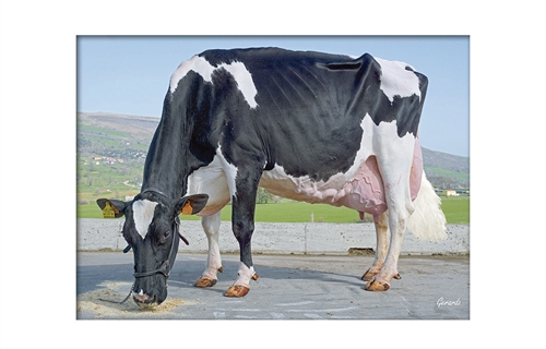 Morfología y producción: ¿Son más eficientes las vacas Excelentes?