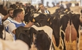 Otra mirada al XXXV Concurso Morfolgico de Ganado Bovino Frisn de Menorca 2023