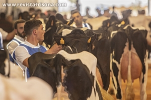 Otra mirada al XXXV Concurso Morfolgico de Ganado Bovino Frisn de Menorca 2023