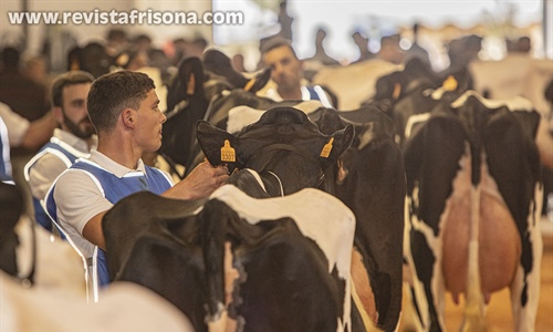 Otra mirada al XXXV Concurso Morfolgico de Ganado Bovino Frisn de...