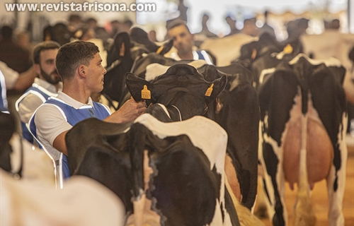 Otra mirada al XXXV Concurso Morfolgico de Ganado Bovino Frisn de...