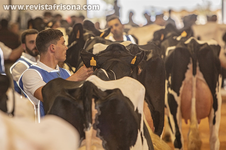 Otra mirada al XXXV Concurso Morfolgico de Ganado Bovino Frisn de...