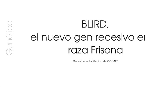 BLIRD, el nuevo gen recesivo en la raza Frisona