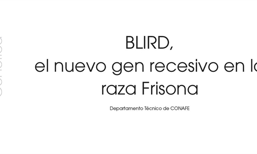 BLIRD, el nuevo gen recesivo en la raza Frisona