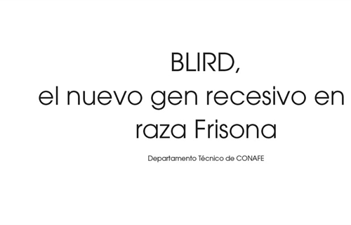 BLIRD, el nuevo gen recesivo en la raza Frisona