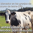 El bienestar en las granjas de vacuno de leche (XI): El estrs calrico (5): Mtodos para reducirlo (2)