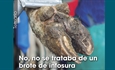 No, no se trataba de un brote de infosura