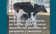 Estrés y respuesta inflamatoria en vacas y sus terneros durante los períodos de periparto y neonatal