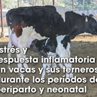 Estrs y respuesta inflamatoria en vacas y sus terneros durante los perodos de periparto y neonatal