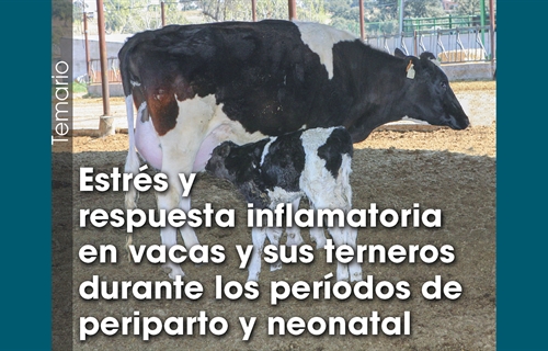 Estrs y respuesta inflamatoria en vacas y sus terneros durante los...