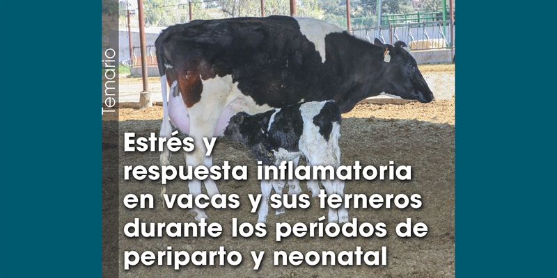 Estrs y respuesta inflamatoria en vacas y sus terneros durante los perodos de periparto y neonatal