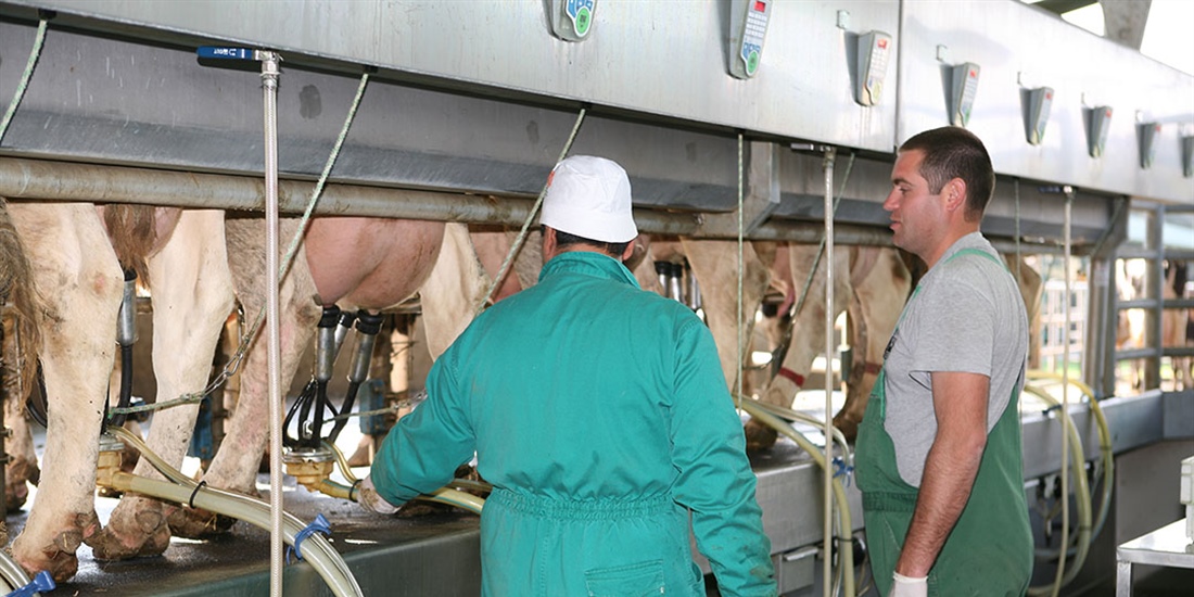 Dos dcadas y casi 10.000 kilos de leche marcan la diferencia en la...