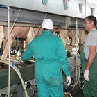 Dos dcadas y casi 10.000 kilos de leche marcan la diferencia en la produccin de vacuno lechero frisn