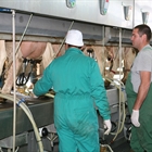 Dos décadas y casi 10.000 kilos de leche marcan la diferencia en la producción de vacuno lechero frisón