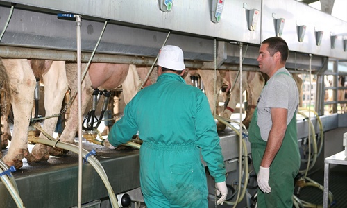 Dos dcadas y casi 10.000 kilos de leche marcan la diferencia en la...