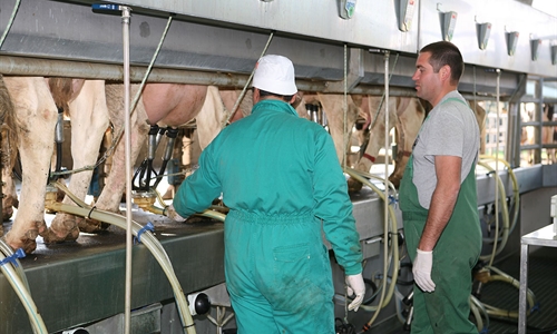 Dos dcadas y casi 10.000 kilos de leche marcan la diferencia en la...