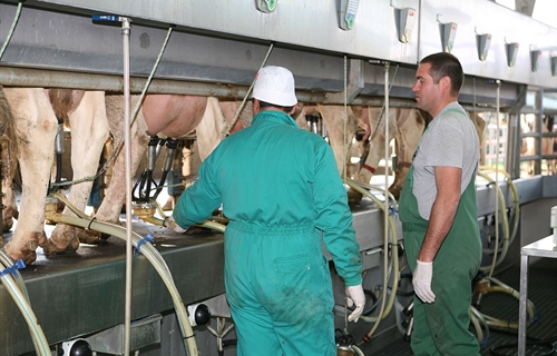 Dos dcadas y casi 10.000 kilos de leche marcan la diferencia en la...