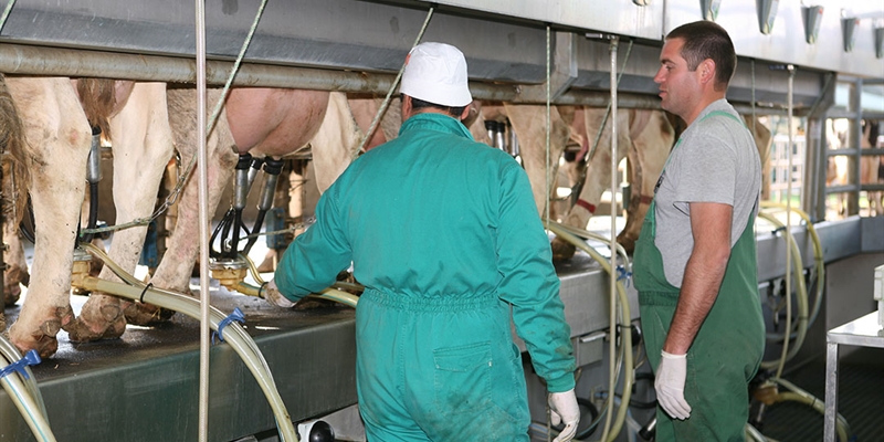 Dos dcadas y casi 10.000 kilos de leche marcan la diferencia en la produccin de vacuno lechero frisn