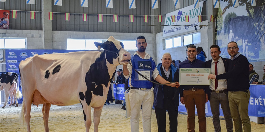 Rey 814 Beemer Yuri, Vaca Gran Campeona de Moexmu 2023