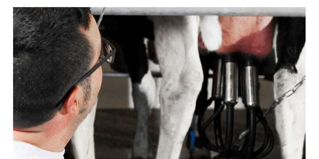 El proyecto REVALLET busca revalorizar la leche de desecho de granjas...