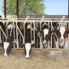 Encuesta sobre ganadería de precisión dirigida a ganaderos de vacuno de leche en España