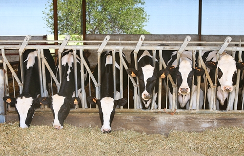 Encuesta sobre ganadería de precisión dirigida a ganaderos de vacuno de...