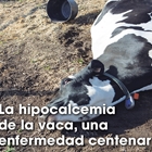 La hipocalcemia de la vaca, una enfermedad centenaria