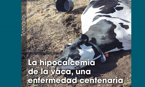 La hipocalcemia de la vaca, una enfermedad centenaria