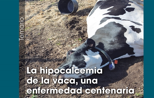 La hipocalcemia de la vaca, una enfermedad centenaria
