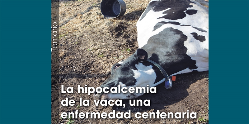 La hipocalcemia de la vaca, una enfermedad centenaria