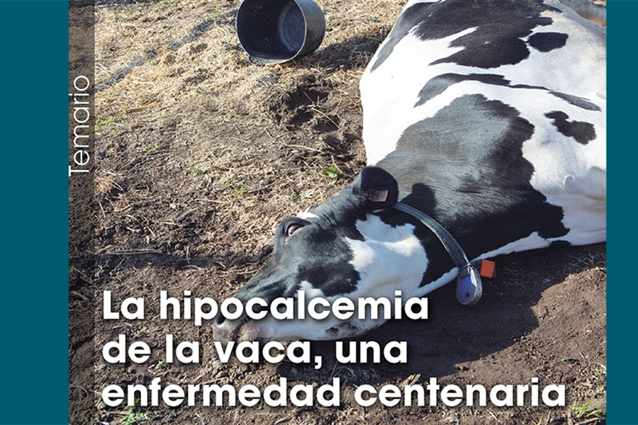 La hipocalcemia de la vaca, una enfermedad centenaria