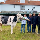 Somoboo Elvira Elude (Somoboo), Vaca Gran Campeona en el Concurso de Ganado Vacuno Frisón de Galizano 2023