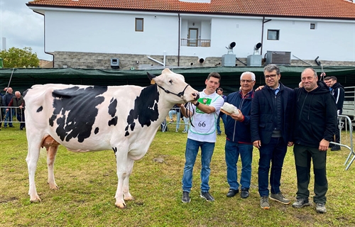 Somoboo Elvira Elude (Somoboo), Vaca Gran Campeona en el Concurso de...